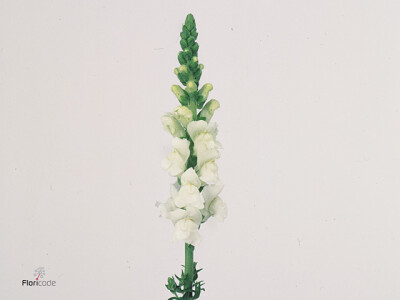 Antirrhinum majus 'Potomac Early White'