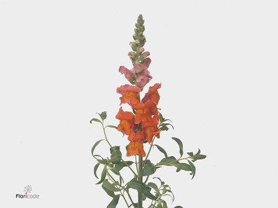 Antirrhinum majus 'Antibes Deep Orange'