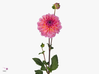 Dahlia (Decorative Grp) 'Esli'
