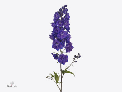 Delphinium 'Christel'