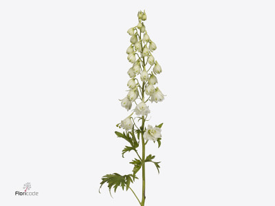 Delphinium 'Diamant'