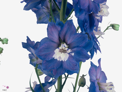 Delphinium (Elatum Grp) 'Aurora Blue'