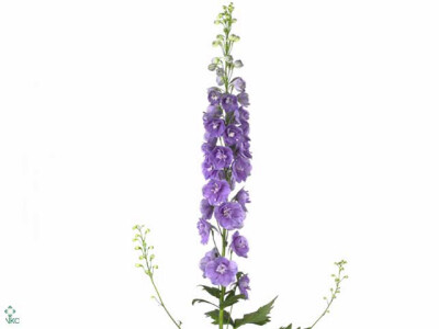 Delphinium (Elatum Grp) 'Aurora Lavender'