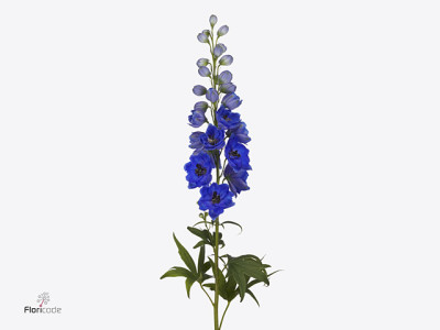 Delphinium 'Delphis Hollands Glorie'