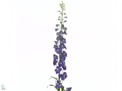 Delphinium (Elatum Grp)  'Guardian Blue'