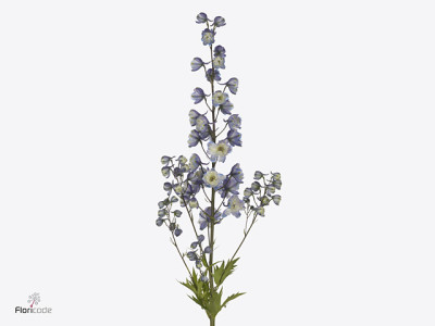 Delphinium 'La Boheme'