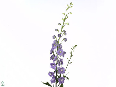 Delphinium 'Lilac Concerto'