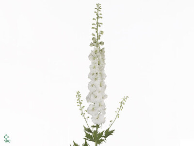 Delphinium (Elatum Grp) 'Aurora White'