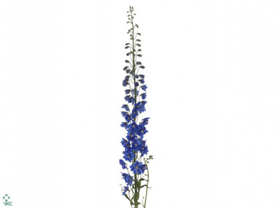 Delphinium (Elatum Grp) 'Candle Blue Shades'