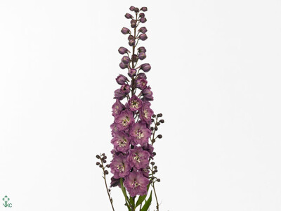 Delphinium (Elatum Grp) 'Delphi's Pink Power'