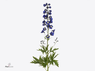 Delphinium 'Delphis Yellow Pearl'