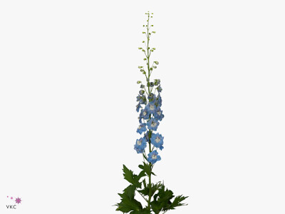Delphinium (Elatum Grp) 'Aurora Light Blue'