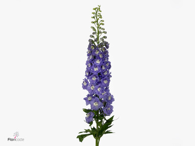 Delphinium (Elatum Grp) 'Aurora Light Purple'