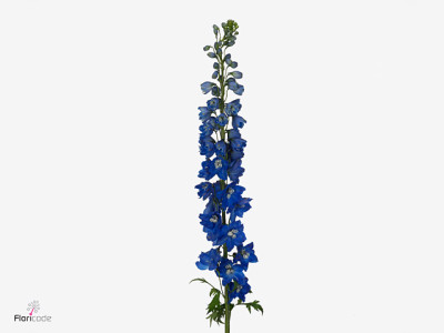 Delphinium 'Triton Dark Blue'