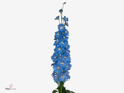 Delphinium (Elatum Grp) 'Kissi Ocean Blue'