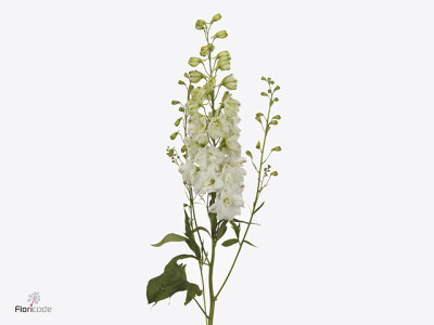 Delphinium (Elatum Grp) 'Dewi Anastasia'
