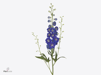 Delphinium (Elatum Grp) 'Delphi's Blue Emerald'