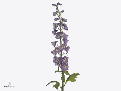 Delphinium (Elatum Grp) 'Magic Fountains LilacpinkWhitebee'