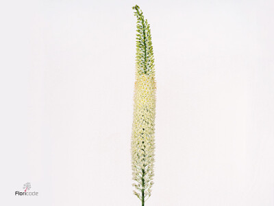 Eremurus 'Obelisk'