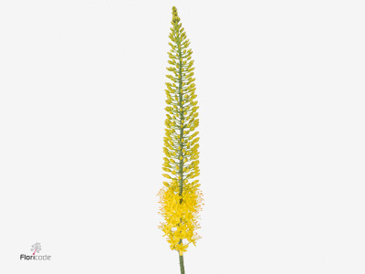Eremurus 'Lucia-Ro'
