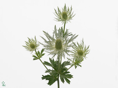 Eryngium alpinum 'White Star'