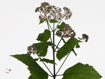 Eupatorium rugosum 'Alleupink'