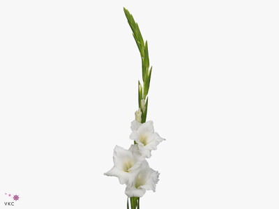 Gladiolus (Large-flowered Grp) 'Amsterdam'