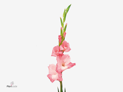 Gladiolus (Large-flowered Grp) 'Oasis'