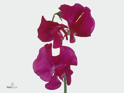 Lathyrus odoratus Carmine Rose