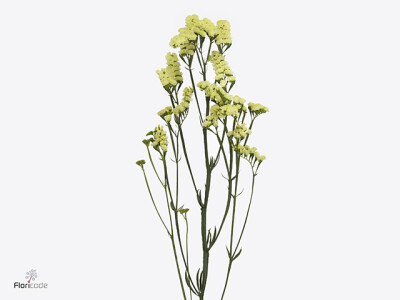 Limonium sinuatum 'Tina Yellow'