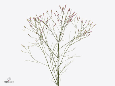 Limonium sinense Soul Diamond