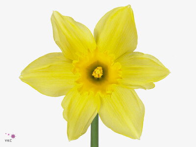 Narcissus (Large-cupped Grp) 'Carlton'