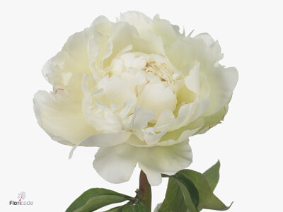 Paeonia (Lactiflora Grp) 'Ivory Victory'