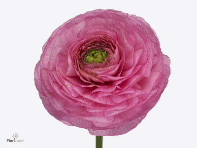 Ranunculus asiaticus Success Rosado