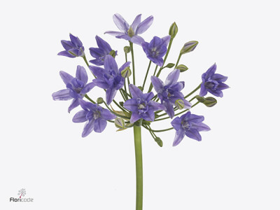 Triteleia 'Twin Sisters'