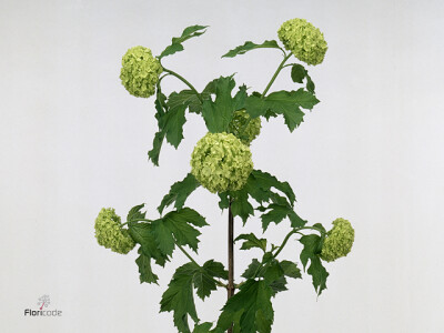 Viburnum opulus 'Roseum'