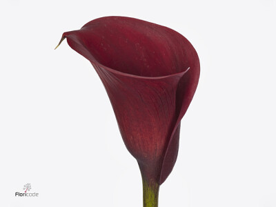 Zantedeschia 'Captain Morgan'