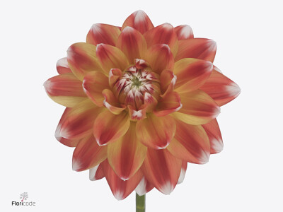 Dahlia (Decorative Grp) 'Hapet Harmony'
