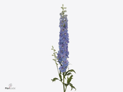 Delphinium (Elatum Grp) Dewi Zofia