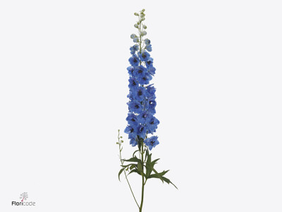 Delphinium (Elatum Grp) Dewi Blue Smile
