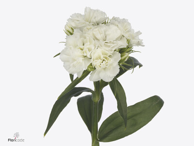 Dianthus barbatus 'Doblino White'