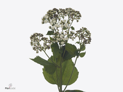 Eupatorium rugosum Lucky Charm