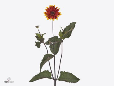 Heliopsis 'Sparkling Contrast'