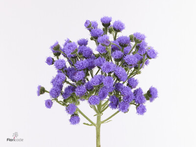 Ageratum houstonianum 'JJ Violet Blue'