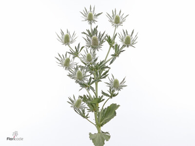 Eryngium Artemis Questar