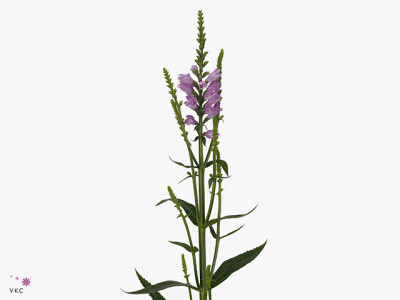 Physostegia virginiana 'Red Beauty'
