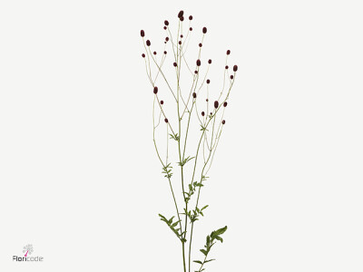 Sanguisorba officinalis 'Early Dream'