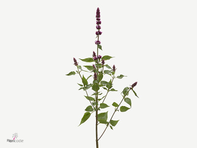 Agastache Beelicious Pink