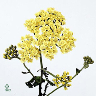 Achillea 'Anblo'