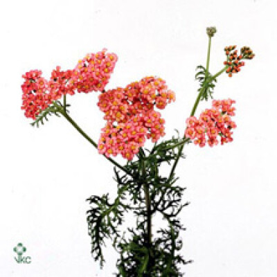 Achillea millefolium 'Bianca Classic'